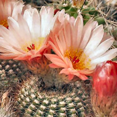 Cacto notocactus tabularis